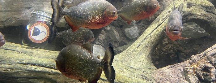 Sea Life is one of Costa del Sol with Kids.