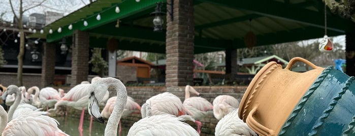Flamingo Köy is one of Turkey.
