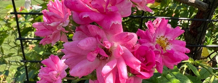 James P. Kelleher Rose Garden is one of Tristan’s Liked Places.