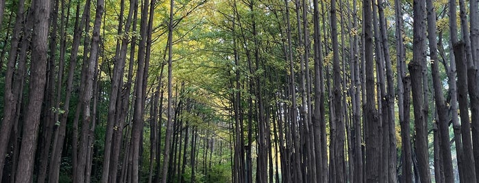 Seoul Forest is one of Korea.