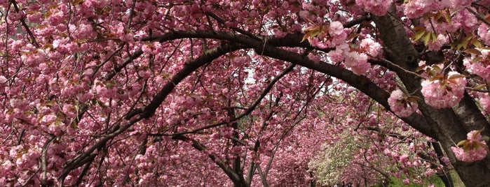 Central Park Cherry Blossoms is one of NY mom.