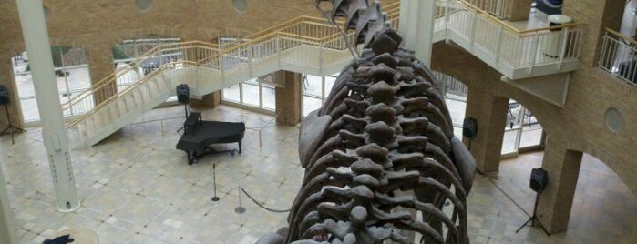 Fernbank Museum of Natural History is one of Atlanta Christmas Activities.