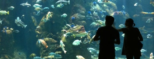 California Academy of Sciences is one of San Francisco Daters' Choice Award Winners.