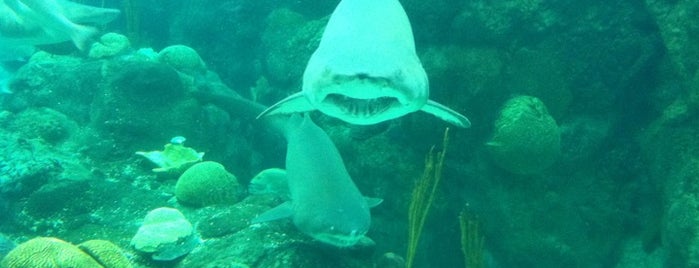 The Florida Aquarium is one of Stephie's List......