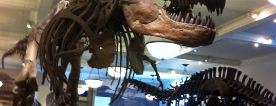 American Museum of Natural History is one of Best Places to Check out in United States Pt 3.