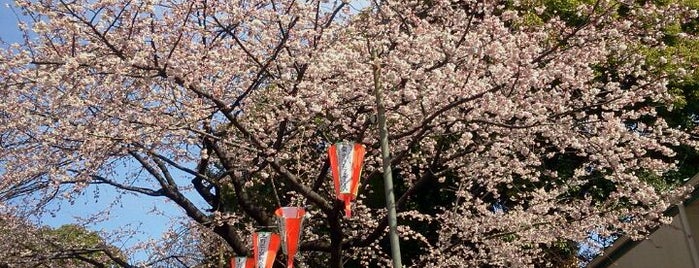 Ueno Park is one of 東京の公園50.