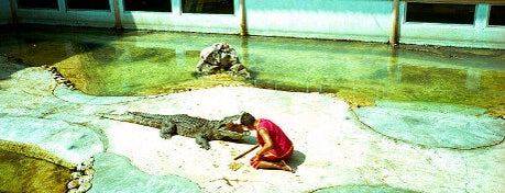 Samut Prakarn Crocodile Farm and Zoo is one of Unseen Bangkok.