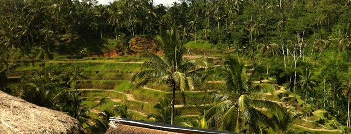 Tegallalang Rice Terraces is one of INDONESIA Best of the Best #1: The Nature.