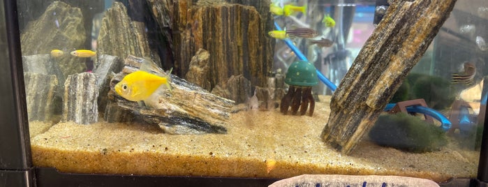 Polyart Aquarium is one of Pet shops.