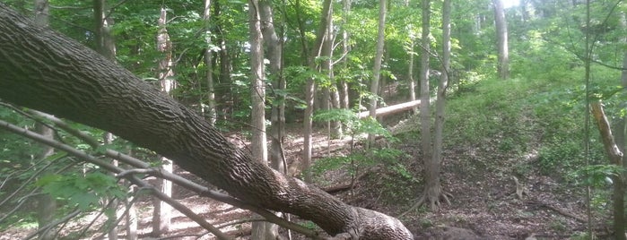 Park Drive Reservation Lands is one of Toronto Off-Leash Dog Parks.