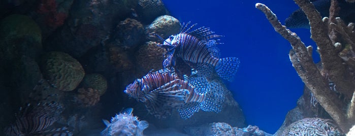 New England Aquarium is one of Tempat yang Disukai Carlos.