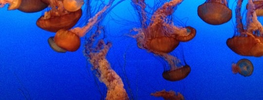Monterey Bay Aquarium is one of California Suggestions.