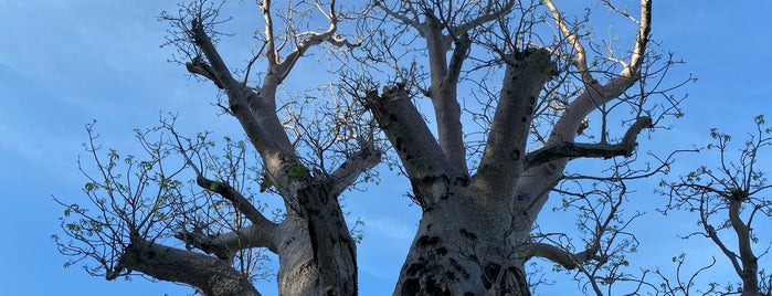 Gija Jumulu (Boab Tree) is one of Thierry'in Beğendiği Mekanlar.