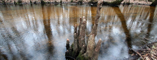 Beaver Dam Wildlife Management Area is one of Audubon Interest.
