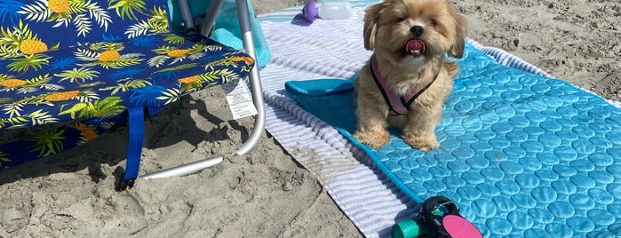 Dog (Malibu) Beach Longport is one of Dog Phriendly Philadelphia.