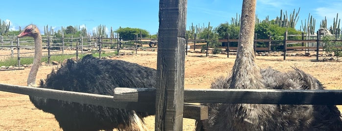 Aruba Ostrich Farm is one of Will Return.