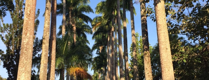 Jardín Botánico de Río de Janeiro is one of Brazil.
