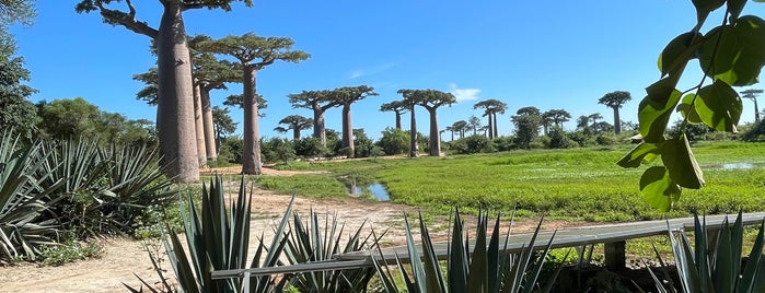 Allée des Baobabs | Avenue of the Baobabs is one of Not in the USA.
