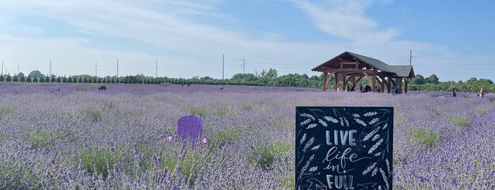 Lavender By The Bay - Calverton is one of LI Sights.