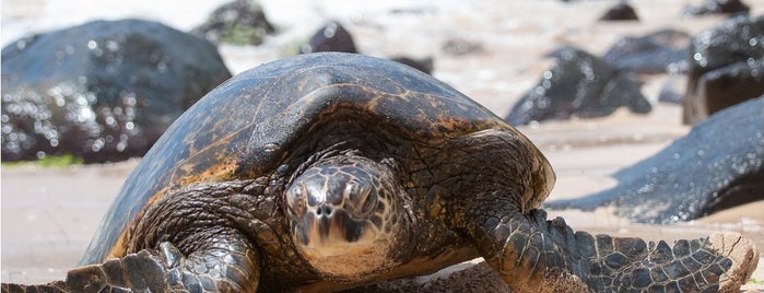 Turtle Bay Beach is one of Oahu.