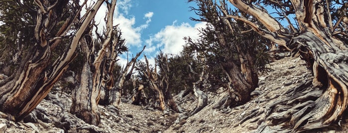 Ancient Bristlecone Forest is one of NorCal Things To Do.