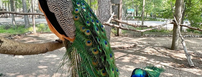 Indian Creek Zoo is one of Toledo, OH.