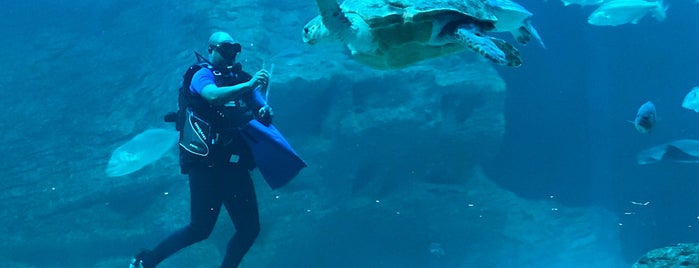 Two Oceans Aquarium is one of Locais curtidos por Paige.