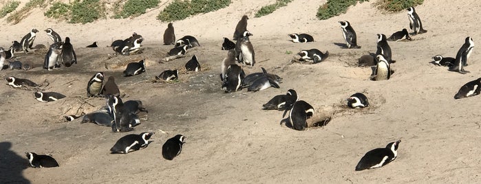 Boulders Beach Penguin Colony is one of Paige'nin Beğendiği Mekanlar.