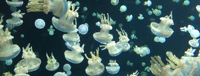 Vancouver Aquarium is one of สถานที่ที่ Paige ถูกใจ.