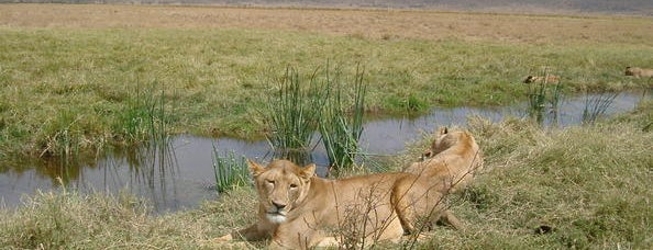 Ngorongoro Conservation Area (NCA) is one of UNESCO World Heritage Sites.