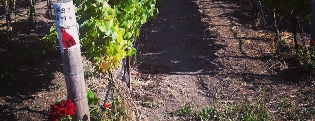 Clos Pepe Vineyard is one of Santa Barbara Wineries.