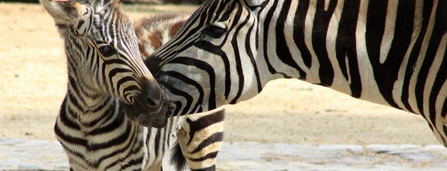 ベルリン動物園 is one of Berlim.