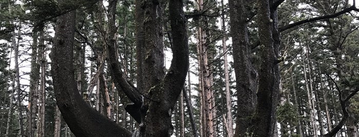 Octopus Tree is one of สถานที่ที่ Enrique ถูกใจ.