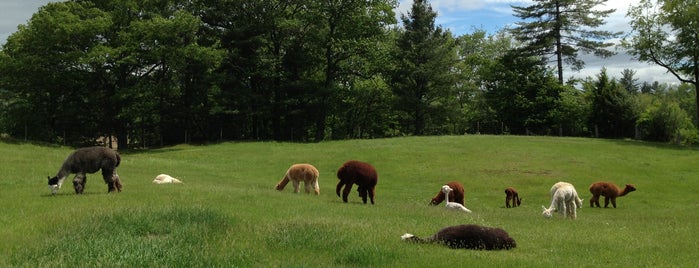 Herd Of Dreams Alpacas is one of Restaurant in NH.