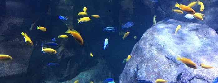 Aquarium du Grand Lyon is one of Zach's Saved Places.