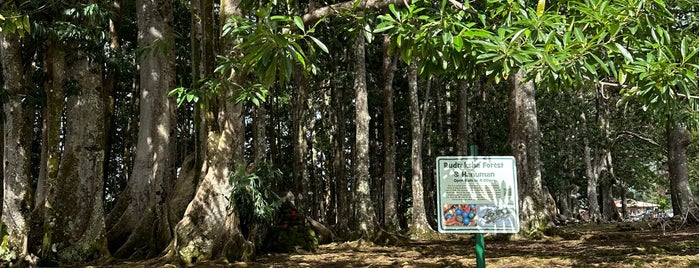 Sacred Rudraksha Forest is one of Kauai.