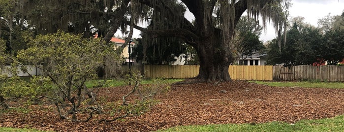 Big Tree Park is one of Orlando Hidden Treasures to Try.