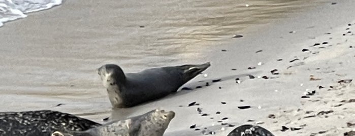 Pacific Grove Recreation Trail is one of Orte, die Thais gefallen.