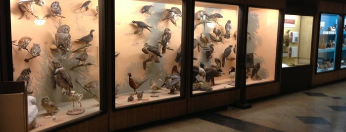 University of Michigan Museum of Natural History is one of UMich Bucket List.