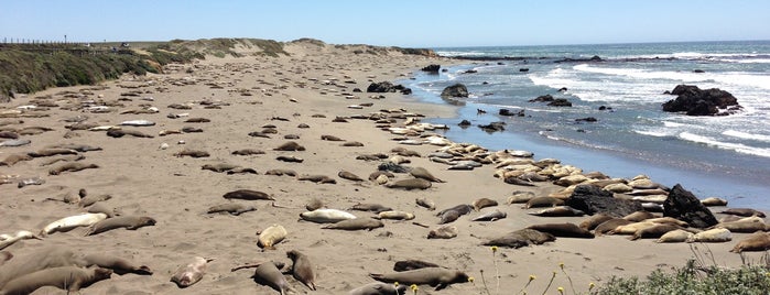 Piedras Blancas Elephant Seal Rookery is one of LA - To Do.