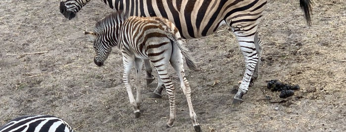 Serengeti Park is one of Ausflugsziele.