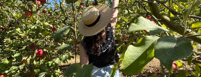 Clearview Orchards is one of Bay Area Apple Picking.