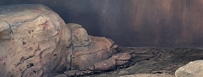 Africa at Australia Zoo is one of Anthony : понравившиеся места.