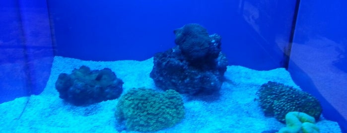 Pisces Reef is one of my spots.