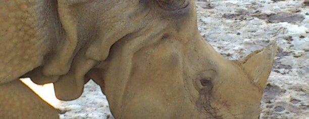 Rhinoceros is one of ぎゅ↪︎ん 🐾🦁 님이 좋아한 장소.