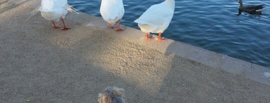 The Lake @ Sunset Park is one of Parks and other outdoor spots.