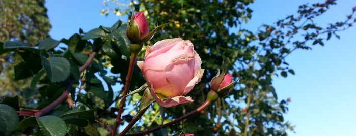 International Rose Test Garden is one of Portlandeau.