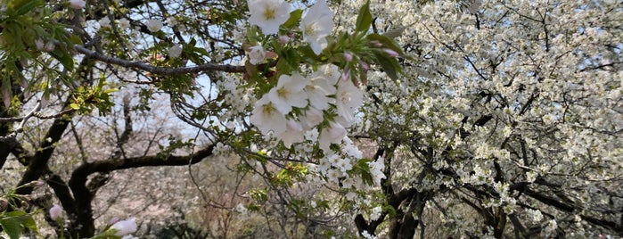 Cherry Blossom Area is one of Tokyo.