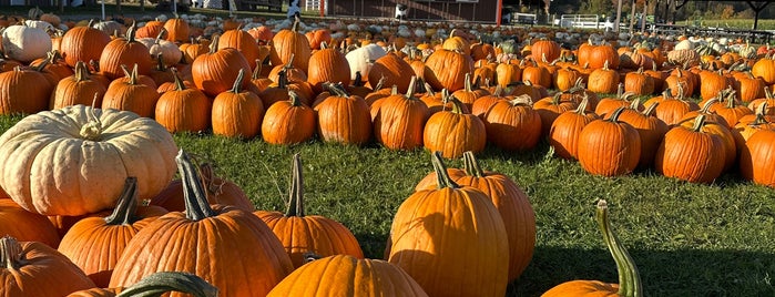 Pumpkinville is one of Upstate Fall.