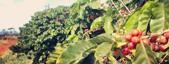 Kaanapali Coffee Farm is one of Maui.
